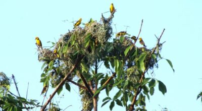 दुर्लभ सुनौलो तोपचरा