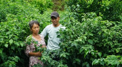 अकबरेखेती