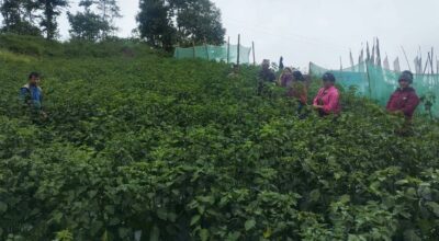 अकबरे खुर्सानी