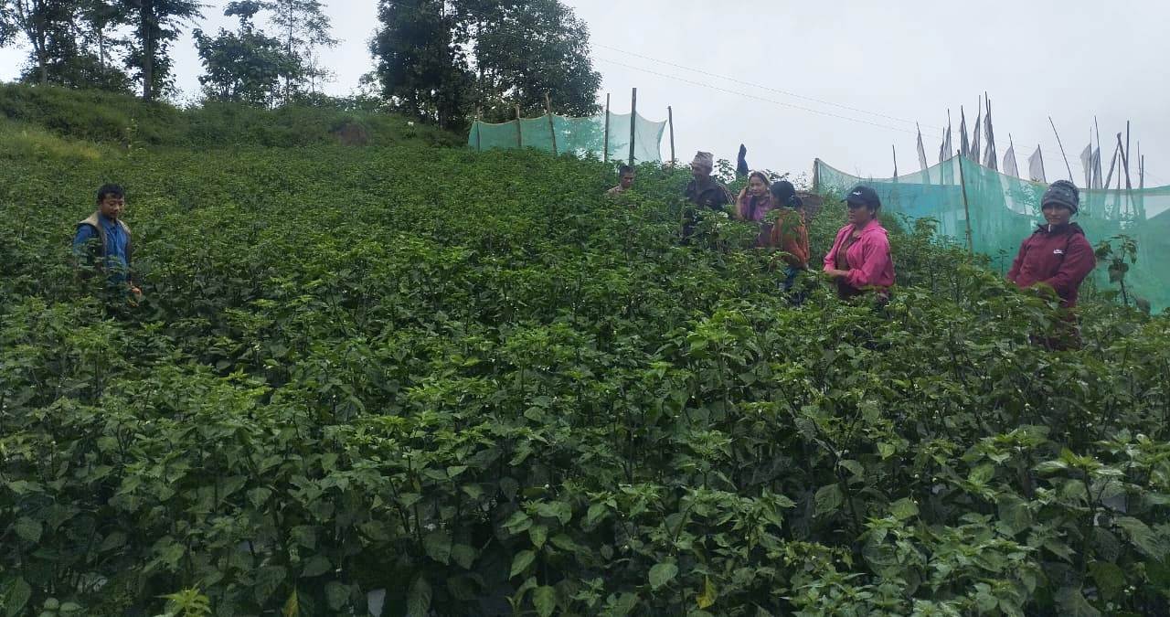 अकबरे खुर्सानी