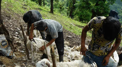 भेडाको ऊन