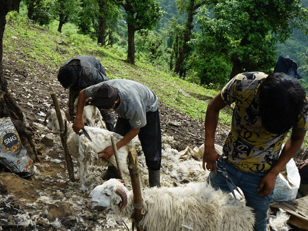 भेडाको ऊन