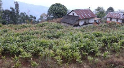 अलैँची खेती