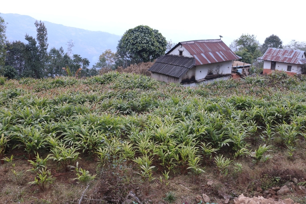 अलैँची खेती