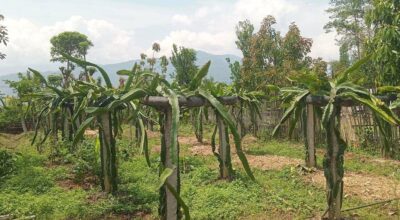 व्यावसायिक ड्रागनखेतीमा रमाउँदै भोजपुरका किसान