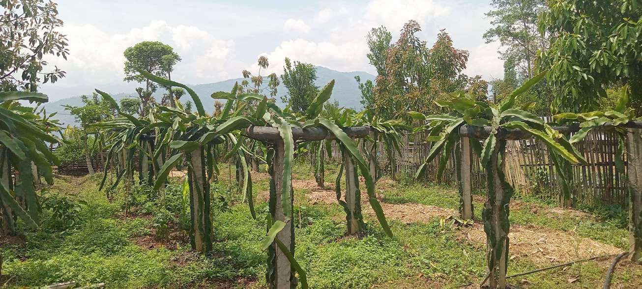 व्यावसायिक ड्रागनखेतीमा रमाउँदै भोजपुरका किसान