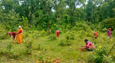 वृक्षरोपणमा चासो