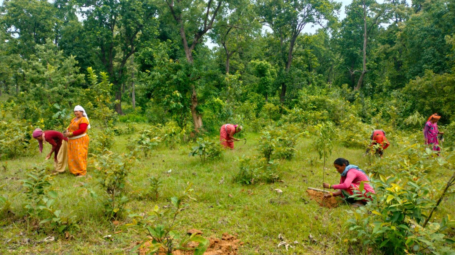 वृक्षरोपणमा चासो