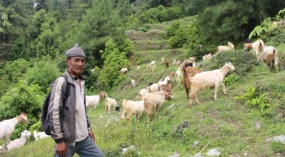 बाख्रापालन