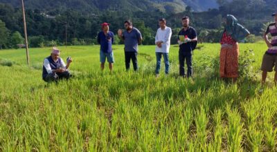 मरुवा रोगको समस्या