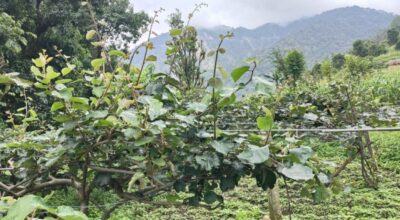 किबीका बोट