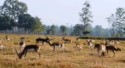 कृष्णसारको सङ्ख्या