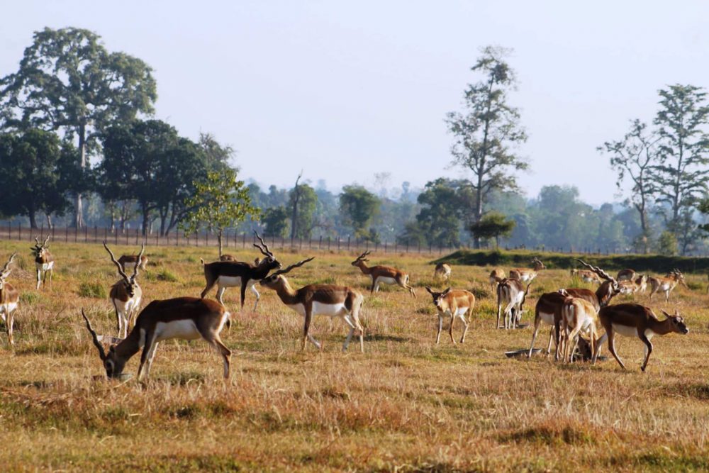 कृष्णसारको सङ्ख्या