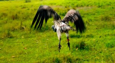 सानो खैरो गिद्ध