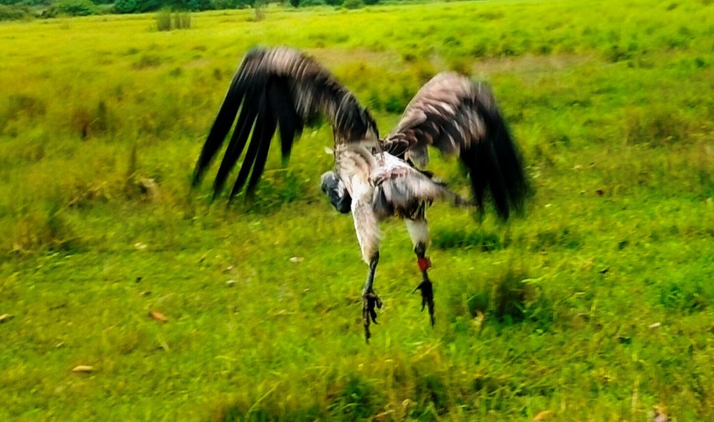 सानो खैरो गिद्ध