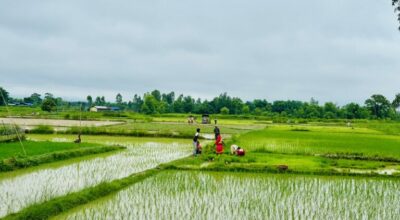 सिरहामा यसवर्षको रोपाइँ