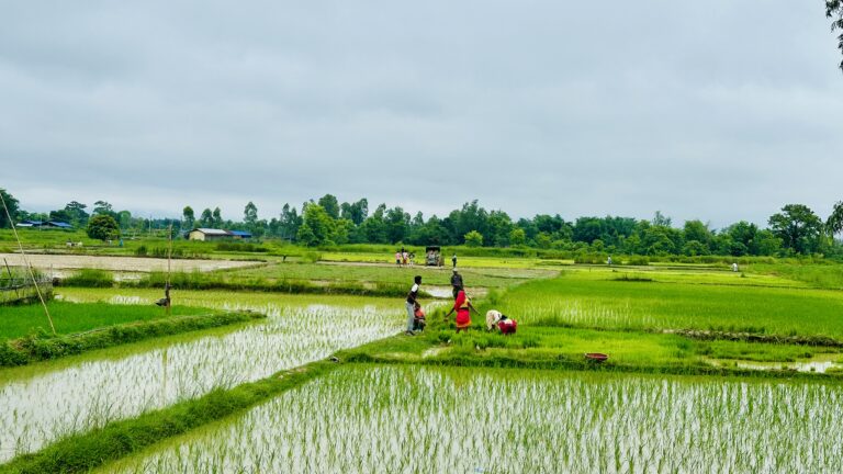 सिरहामा यसवर्षको रोपाइँ