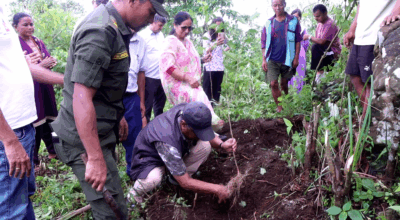 चियाको परीक्षण खेती