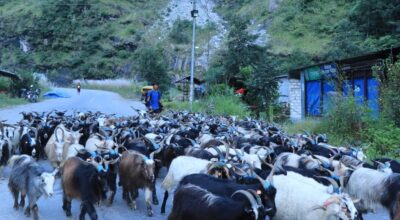 बजार झरे लेकाली भेडाच्याङ्ग्रा