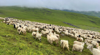 भेडीगोठ