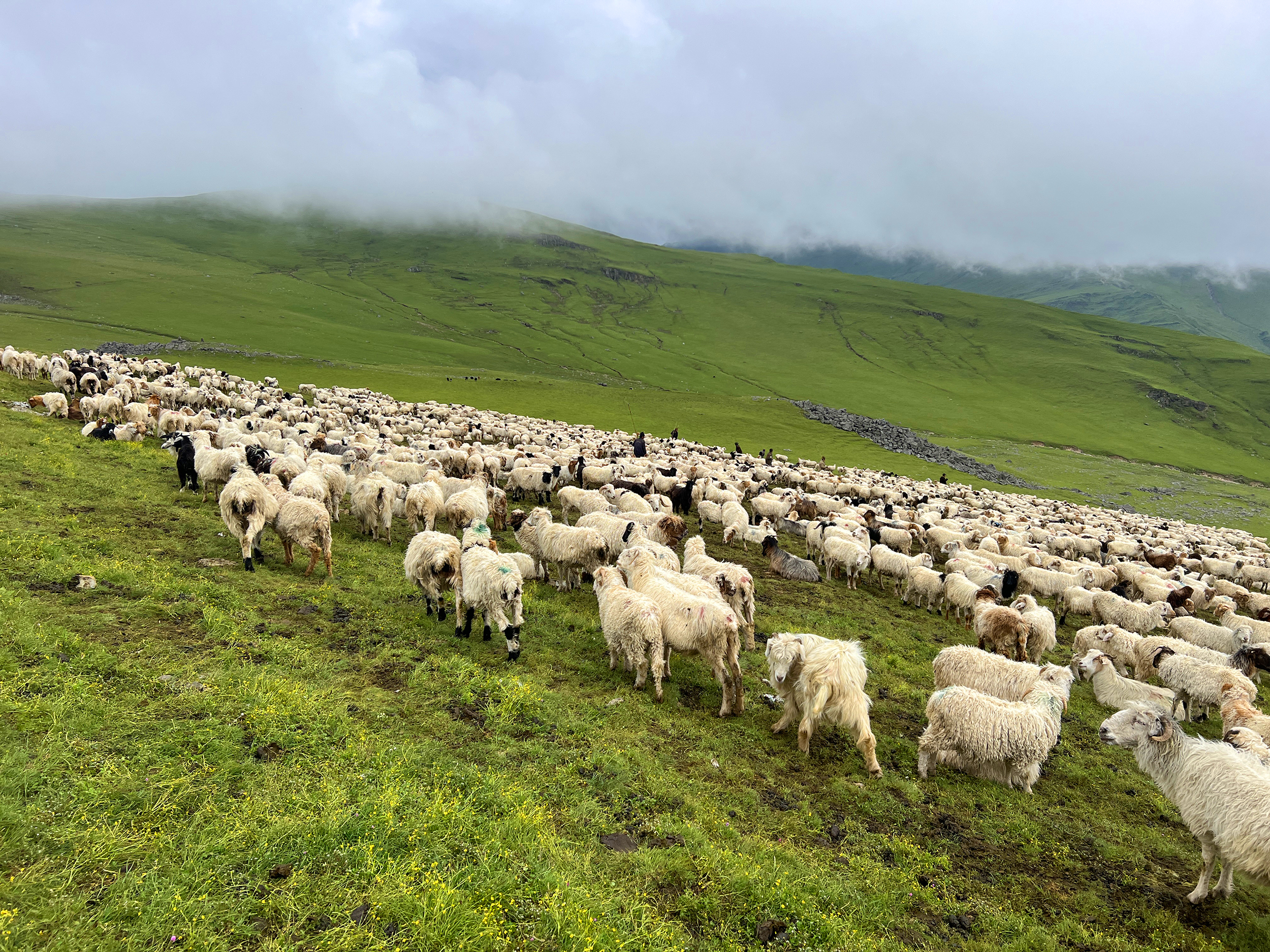 भेडीगोठ