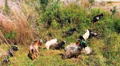 च्याङ्ग्रा