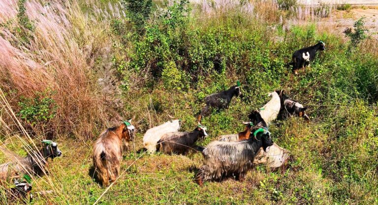 च्याङ्ग्रा