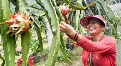 ड्रागनफ्रुट