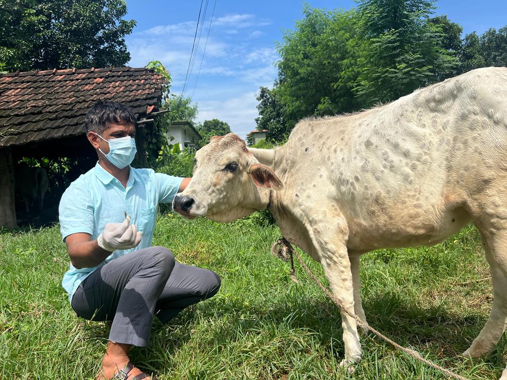 लम्पी स्किन