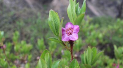 पोथ्रे गुराँस
