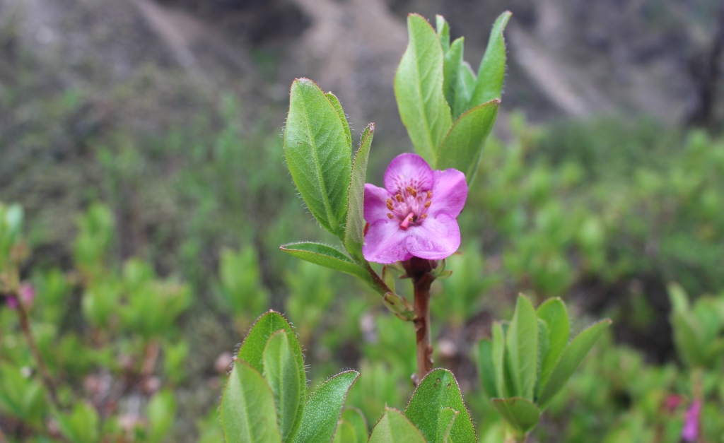 पोथ्रे गुराँस