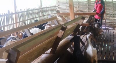 सूर्यप्रसाद राई