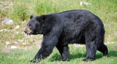 हुम्लाको डाँडाफयामा भालुको आतङ्क