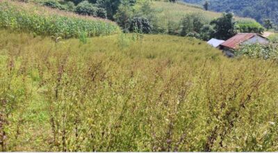 जडीबुटीको मूल्य