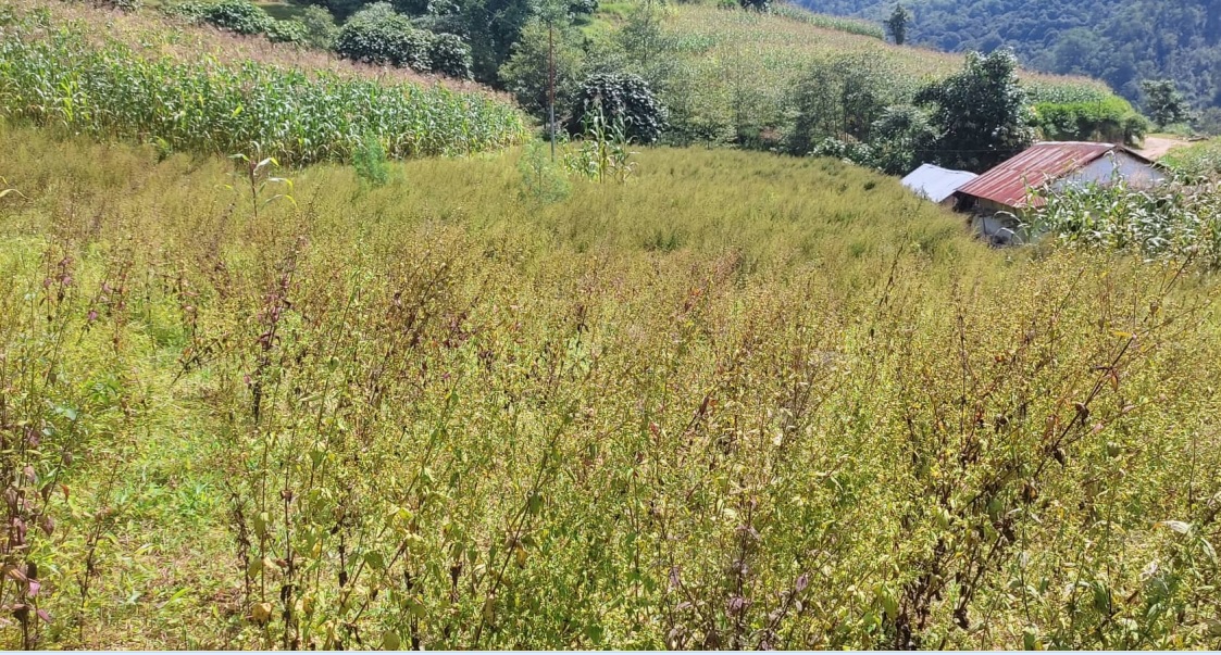 जडीबुटीको मूल्य