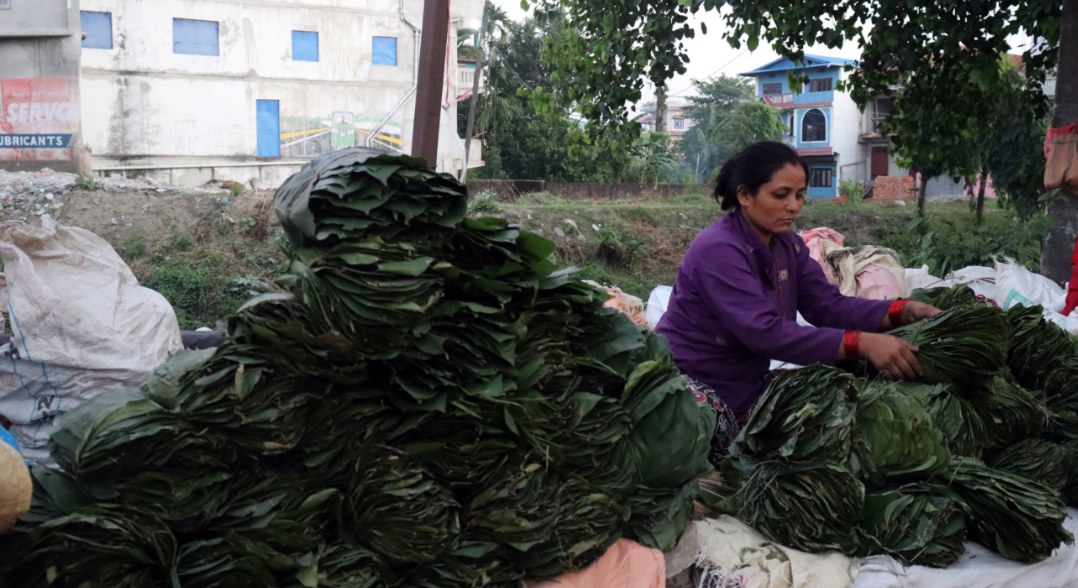 सालको पात