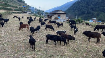 गोठाला बेँसी झरेपछि भल्कोटमा बढ्यो चहलपहल