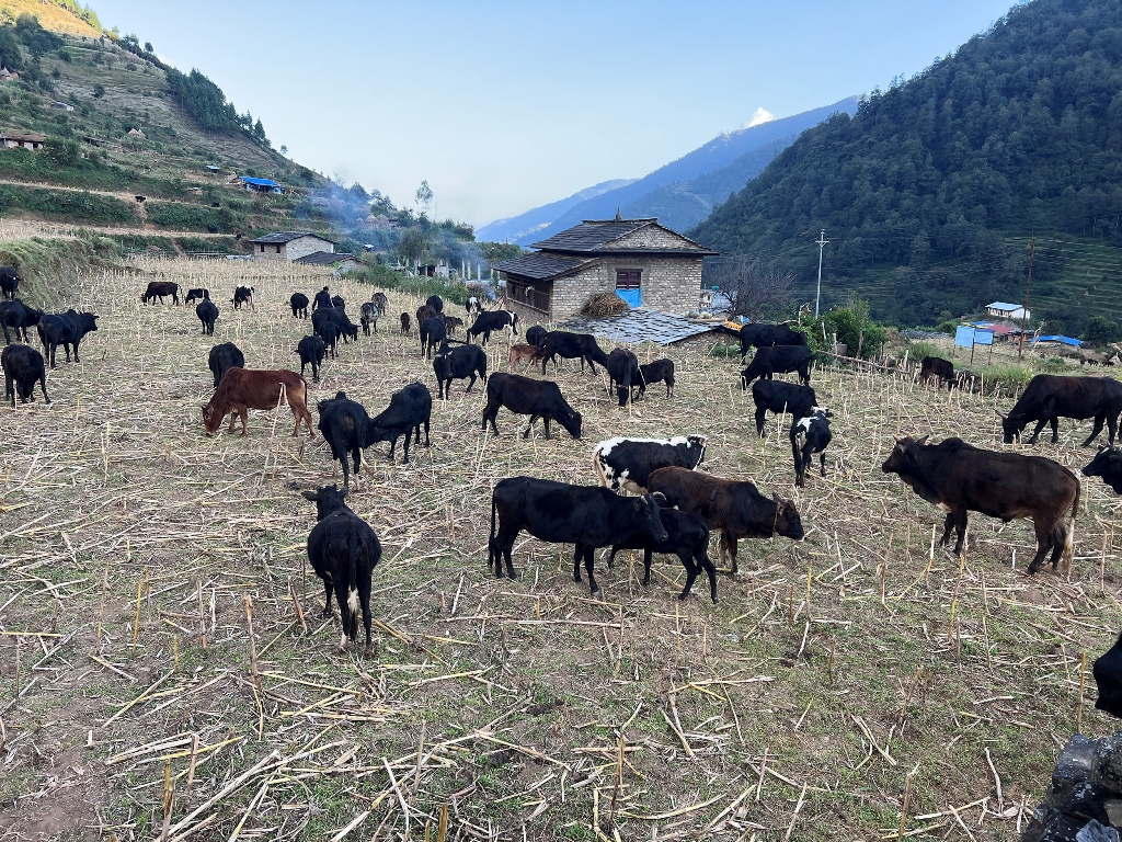 गोठाला बेँसी झरेपछि भल्कोटमा बढ्यो चहलपहल
