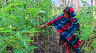 बागलुङमा तरकारीखेतीले फेरिँदै जीवनशैली