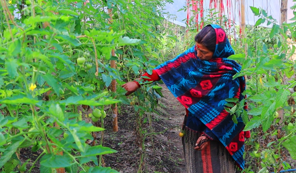 बागलुङमा तरकारीखेतीले फेरिँदै जीवनशैली