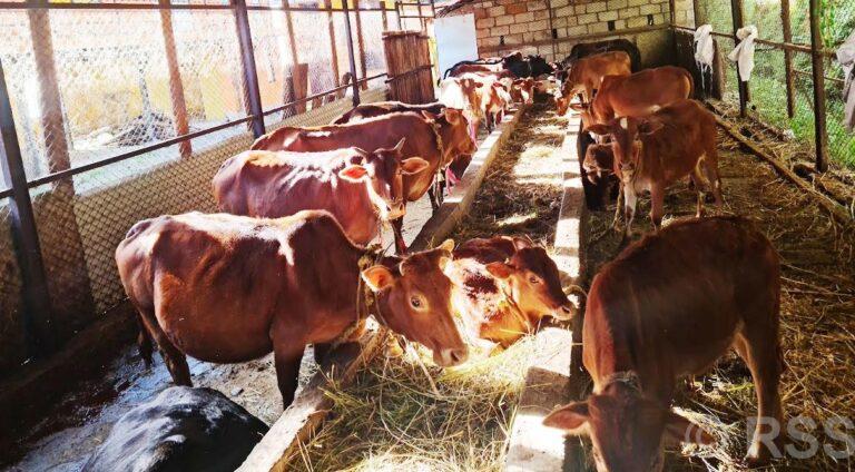 वैदिक गाई