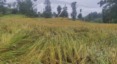 पाकेर थन्क्याउन लागिएको धानबालीमा वर्षाले क्षति गरेपछि कृषक चिन्तित