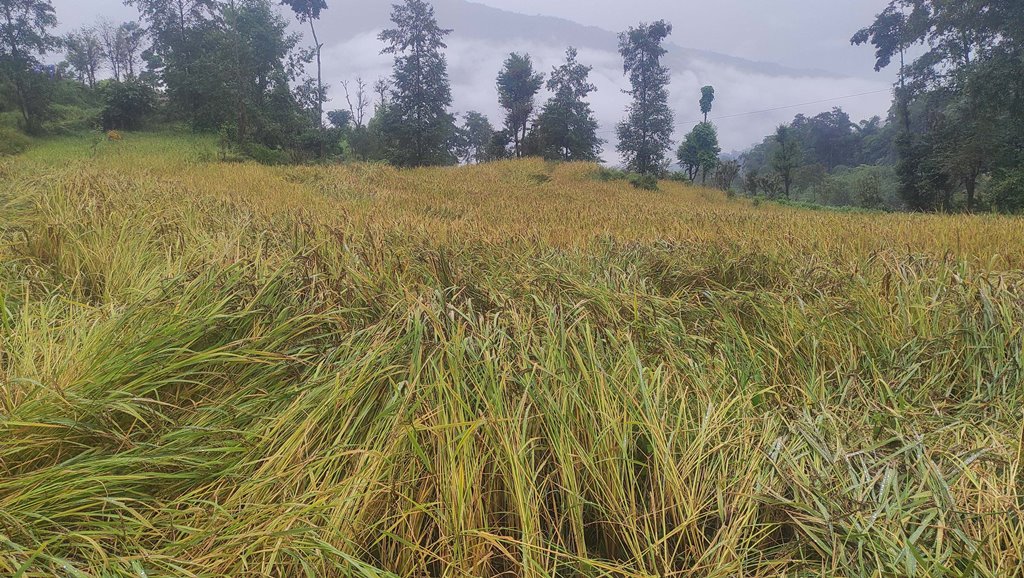 पाकेर थन्क्याउन लागिएको धानबालीमा वर्षाले क्षति गरेपछि कृषक चिन्तित