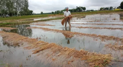 बेमौसमी वर्षा