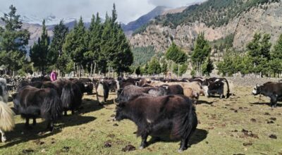 बेँसीमा स्थान्तरण