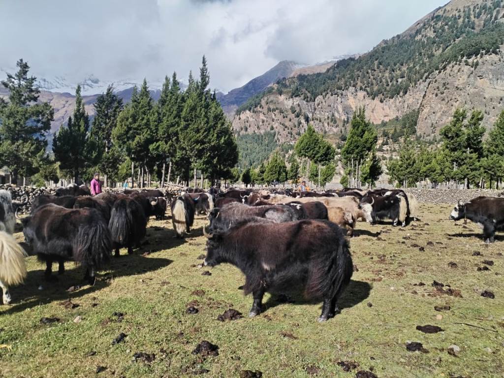 बेँसीमा स्थान्तरण