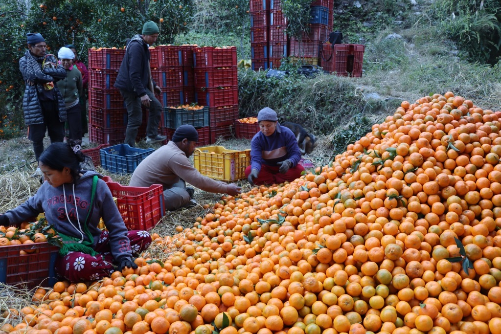 म्याग्दीमा सुन्तला