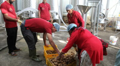 किबी उत्पादन