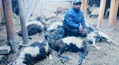 मुस्ताङमा हिउँ चितुवाको आक्रमणबाट १९ भेडा मरे