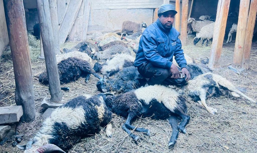 मुस्ताङमा हिउँ चितुवाको आक्रमणबाट १९ भेडा मरे